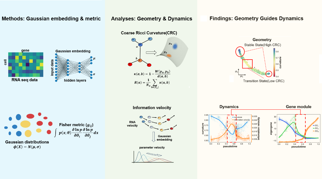 细胞表型转化的信息流形